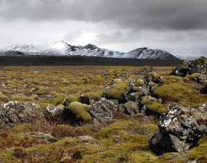 Winterliche Mooslandschaft in Island